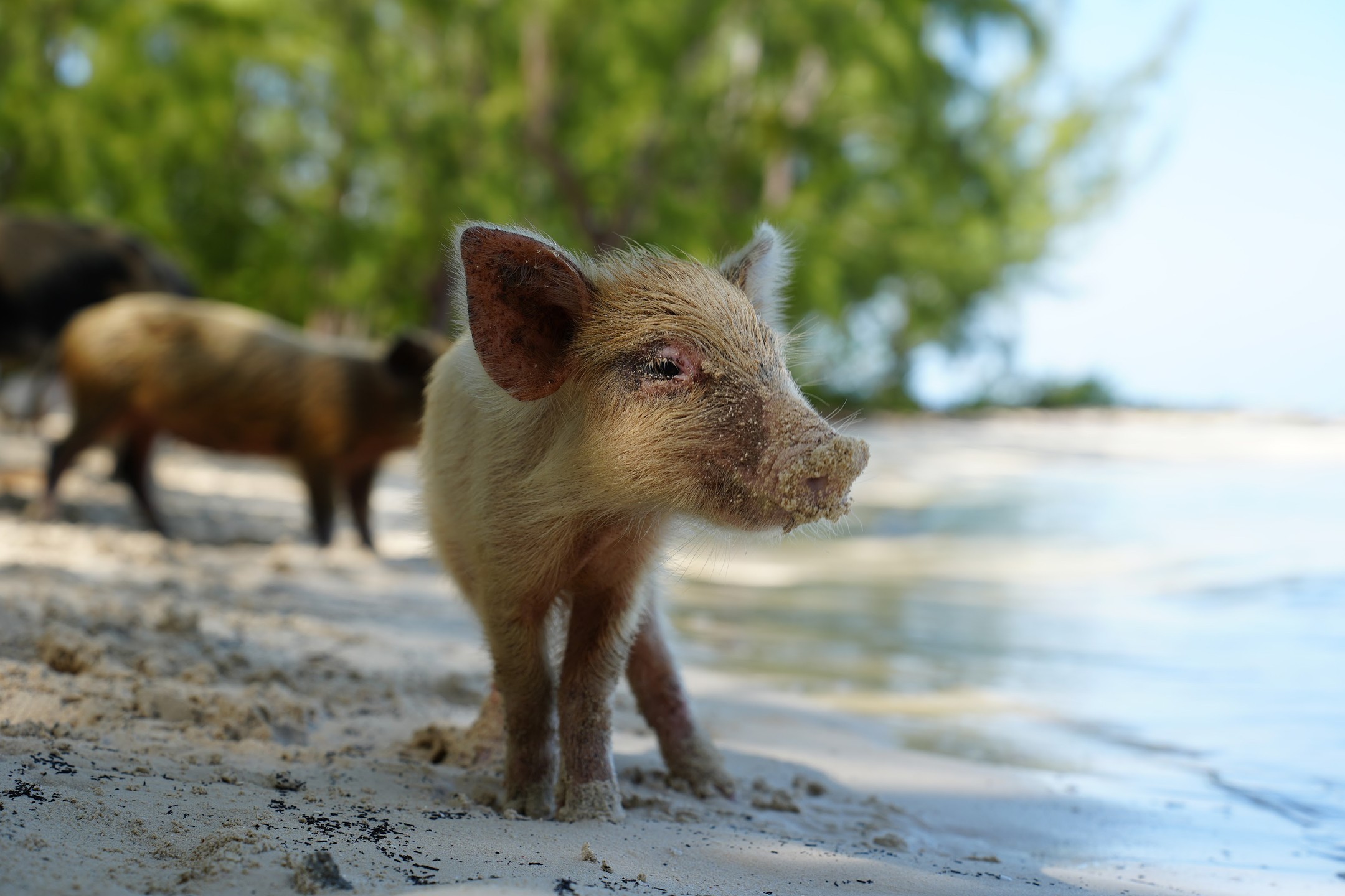 A swimming pig, standing on a beach